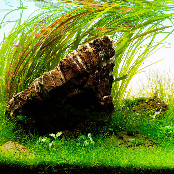 3x Eleocharis sp. "Mini" - Mini-Nadelsimse - in vitro