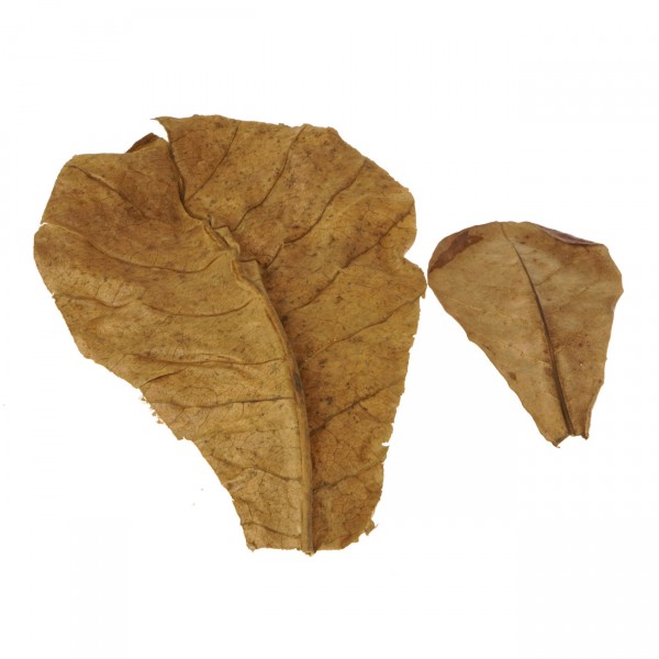 Seemandelbaumblätter | Terminalia catappa