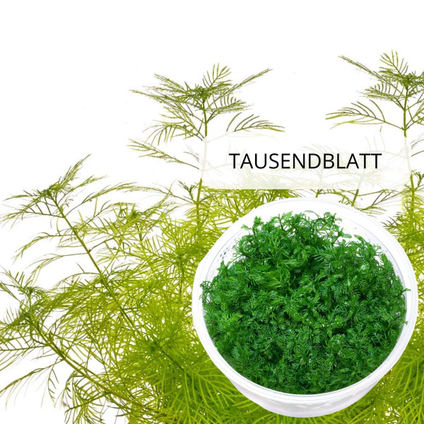 "Feenwald" - Feinfiedrige Aquarium Pflanzen im Set | In-Vitro Set