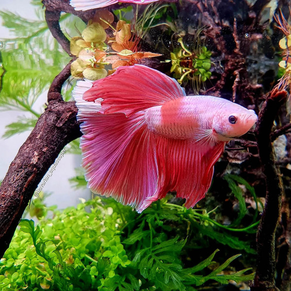 Dennerle Betta Water, 250ml | Wasseraufbereiter Kampffische