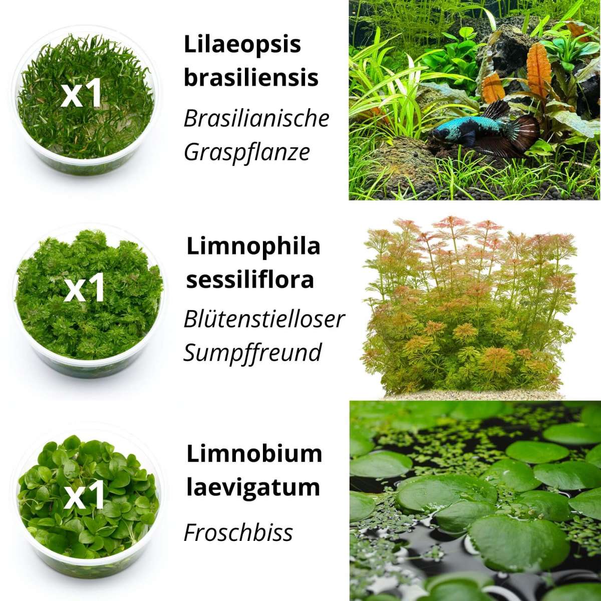 Grünes Betta-Fischblatt Pad, Künstliche Hängematte/Pflanze Mit Saugnapf – Laichplatz & Ruheplatz Für Kampffische, Aquarium-Dekoration