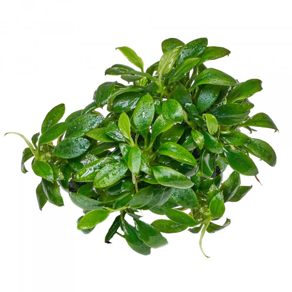 Anubias barteri var. nana "Pangolino" - Baby Plant Mini-Ableger