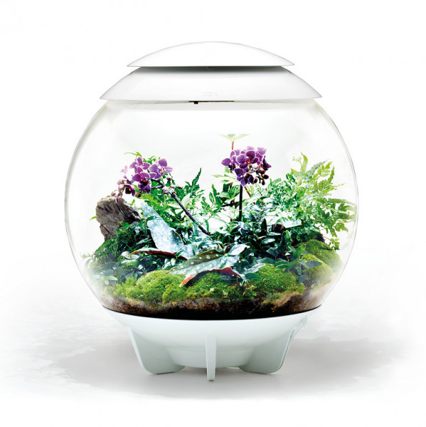 Oase biOrb AIR 60 | Automatisches Pflanzenterrarium