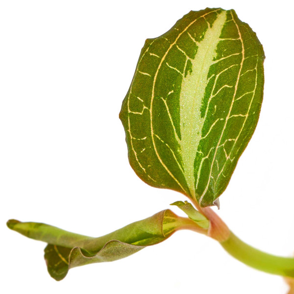 Anoectochilus lylei '"Marshmallow" Makro