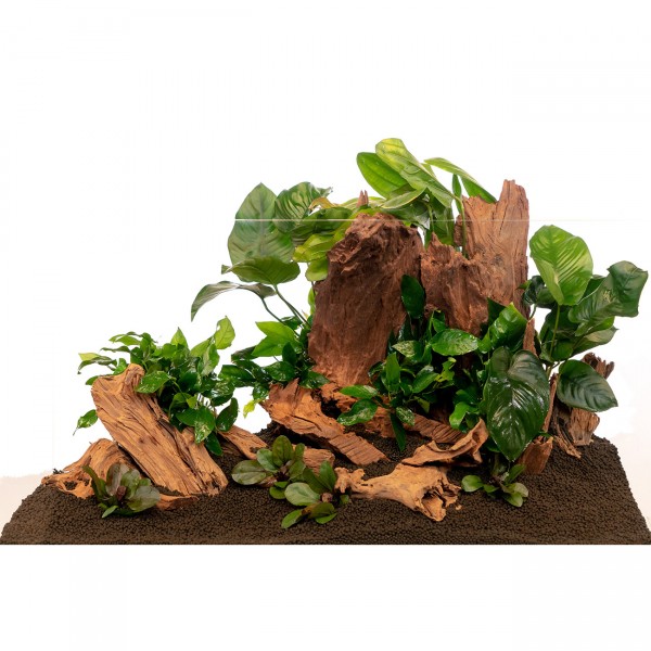 Mangrovenwurzel Mangrove