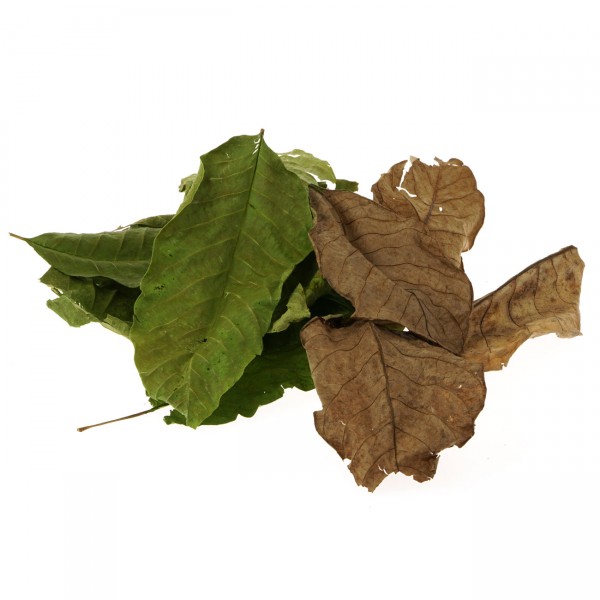 Walnussbaumblätter grün und braun