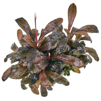 Juncus repens Kriechende Binse in vitro gnstig kaufen