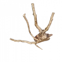 Rote Moorwurzel - Finger Wurzel 3D Nr. 648 (20x10x21cm) Rote Moorwurzel - Finger Wurzel 3D Nr. 648 (20x10x21cm)