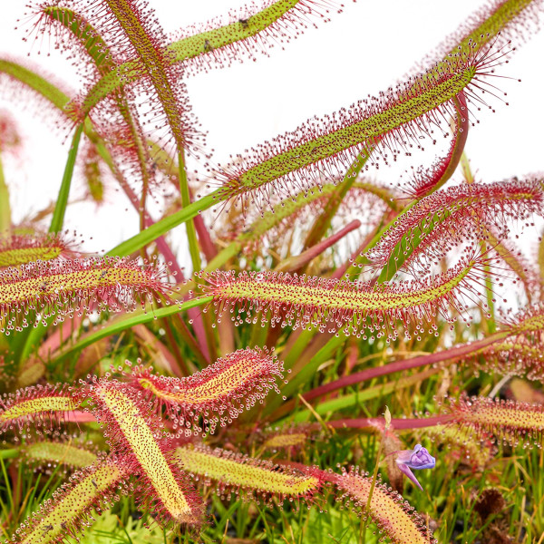 Fleischfressende Pflanzen Terrarium Set | 3 x Karnivoren - in vitro