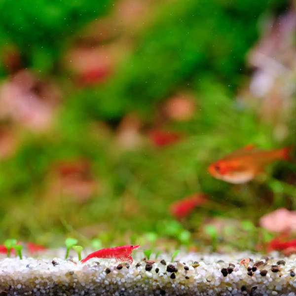 Twinstar E-Line V | Aquarium RGB LED