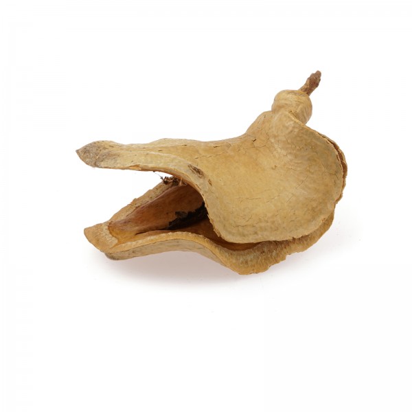 Froschmaulschote | Wasserpflegemittel & Versteck