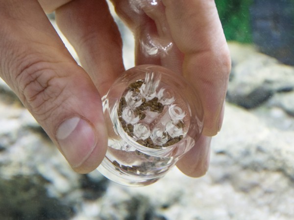 Hobby Planaria X Planarienfalle