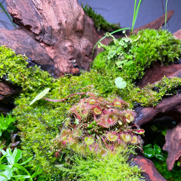 Drosera rotundifolia in Wabi Kusa