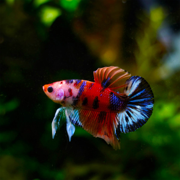 Dennerle Betta Bundle | Kampffisch Pflege Komplettpaket