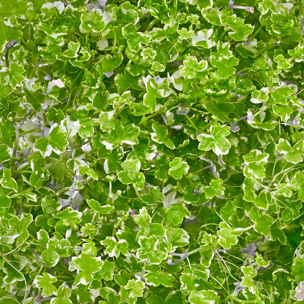 Hydrocotyle tripartita "Mini variegated" Mini Japan Kleeblatt panaschiert im Detail