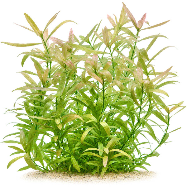 Hygrophila polysperma Indischer Wasserfreund gewachsen im Aquarium