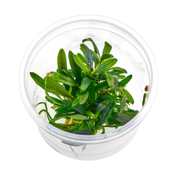 Bucephalandra sp. "Velvet Tricolor" - Baby Plant Mini-Ableger