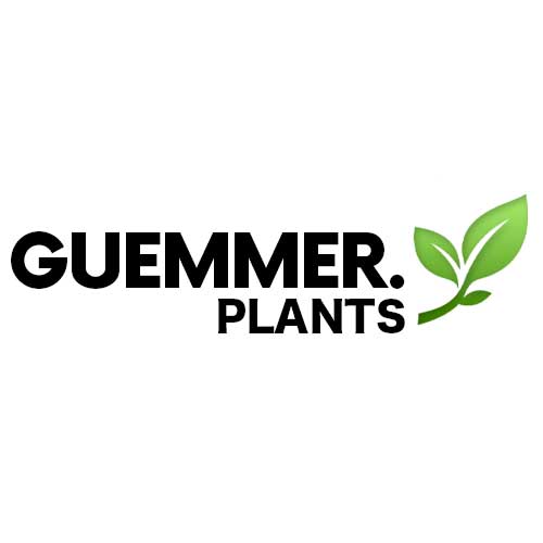 Guemmer - Plants