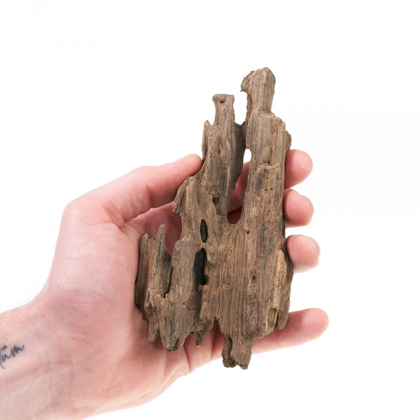 Drachenwurzel XS | für Wabi-Kusa & Flaschengarten Detail