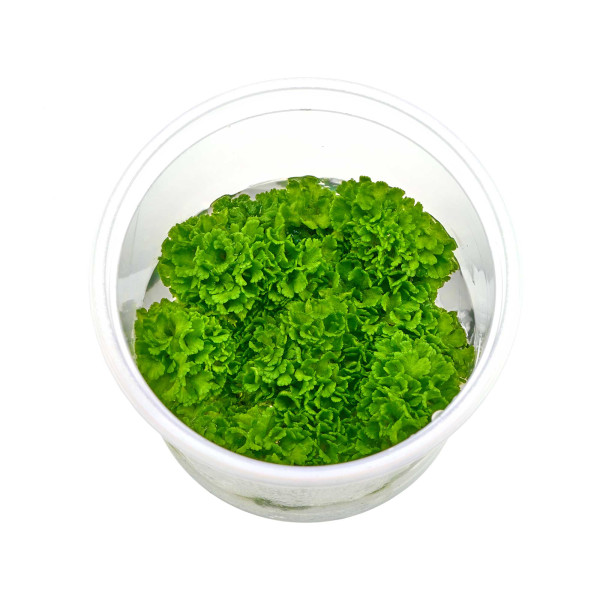 Ricciocarpos natans | Schwimmlebermoos in vitro 5,5cm