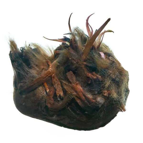 Nymphaea lotus | Tigerlotus - Knolle