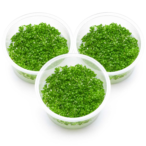 3x Hemianthus callitrichoides "Cuba" - Kuba Perlkraut - in vitro