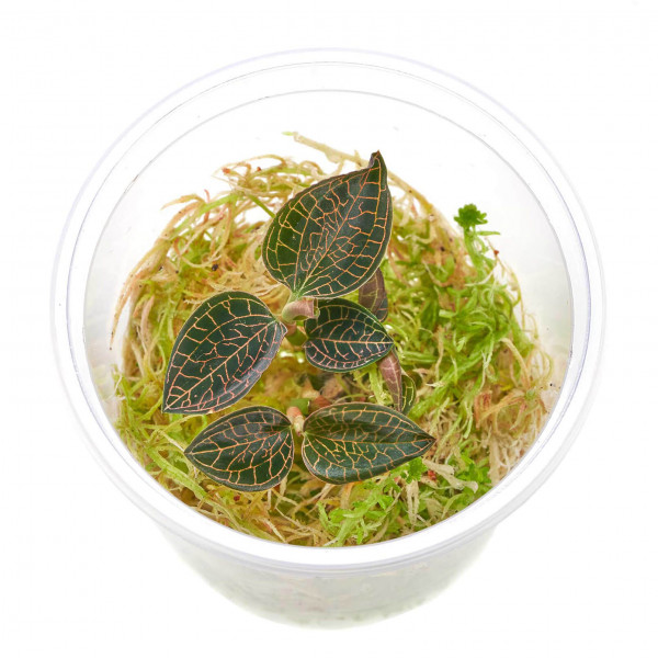 Macodes Anoectochilus roxburghii "Firebird" | Firebird Juwelorchidee - 1 Ableger in Torfmoos