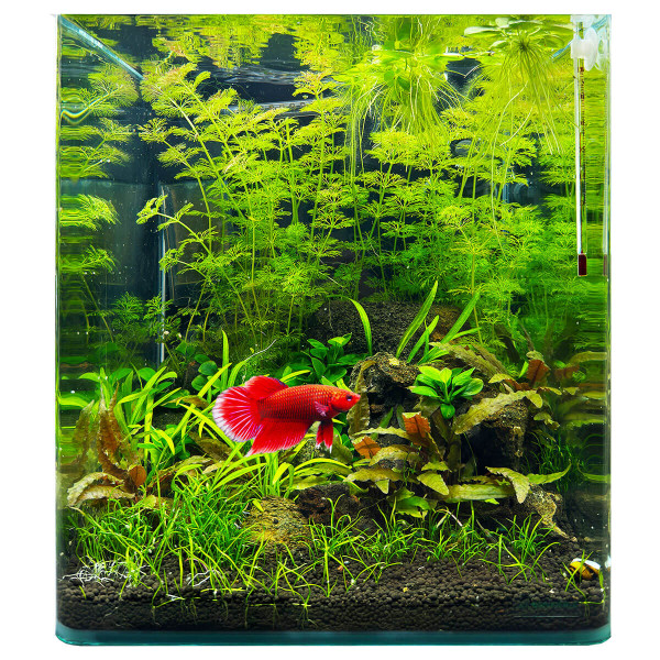 Kampffisch Aquarium Set Komplettset