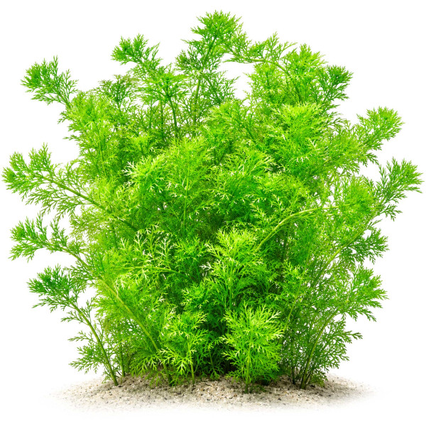 Hottonia palustris Wasserfeder gewachsen im Aquarium
