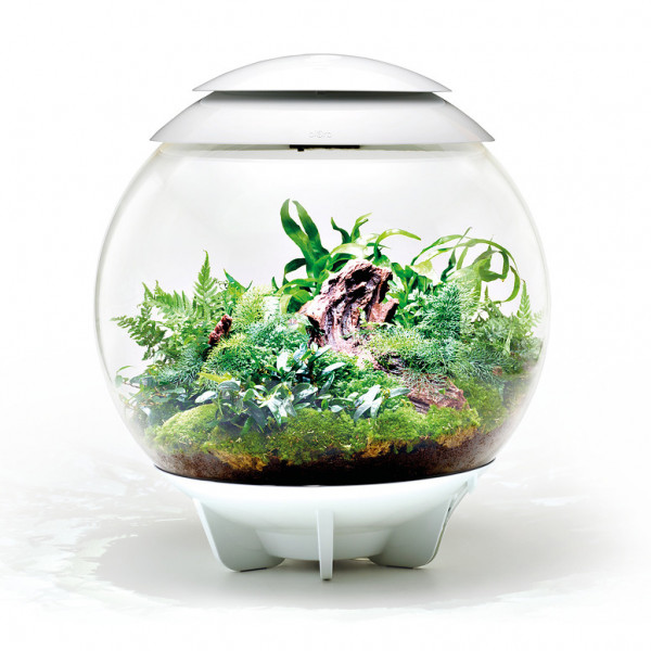 Oase biOrb AIR 60 | Automatisches Pflanzenterrarium