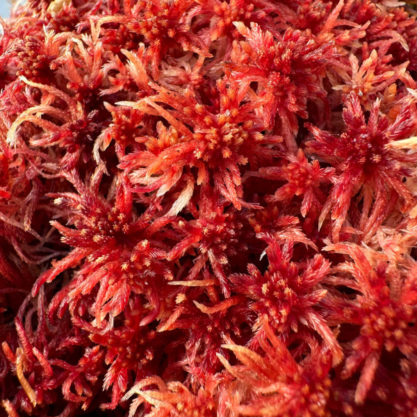 Sphagnum rubellum Moos zum Aufbinden | Rotes Torfmoos