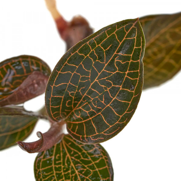 Firebird Juwelorchidee Blattzeichnung Nahaufnahme