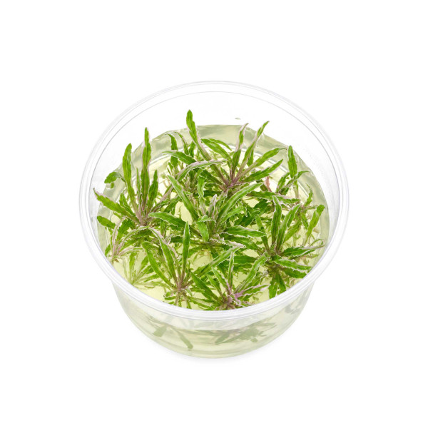 Pogostemon helferi 'Marble' Panaschierter Wasserstern - in vitro 5,5cm