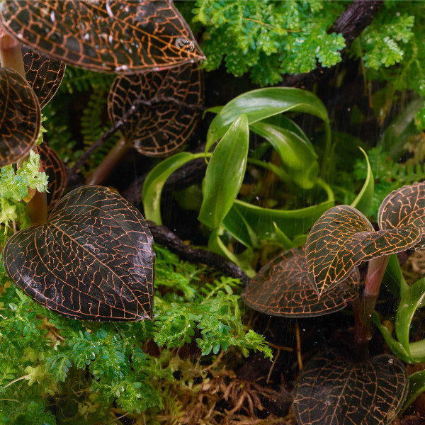 Macodes Anoectochilus roxburghii "Firebird" | Firebird Juwelorchidee - in vitro