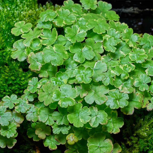Hydrocotyle sibthorpioides "Variegata"