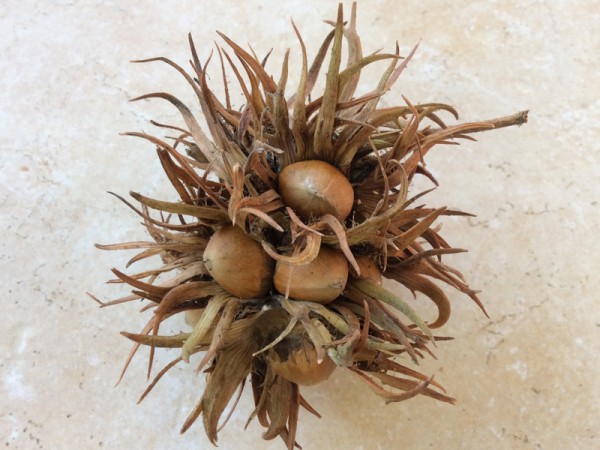 Hexennüsse | natürliche Wasserpflege - 3Stk.