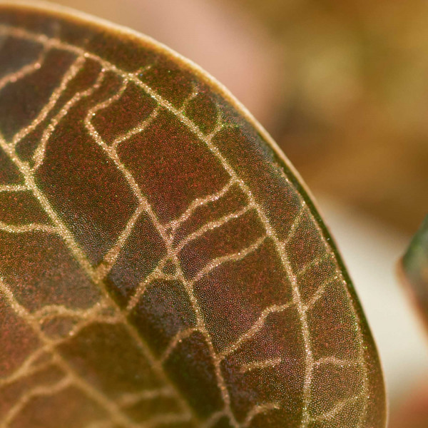 Macodes Petola | Juwelorchidee - in vitro