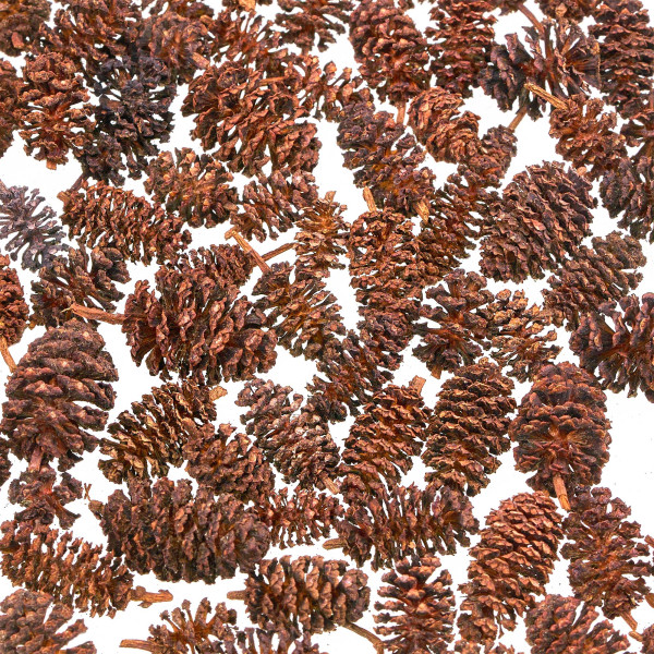 Erlenzapfen | natürliches Wasserpflegemittel für Aquarien