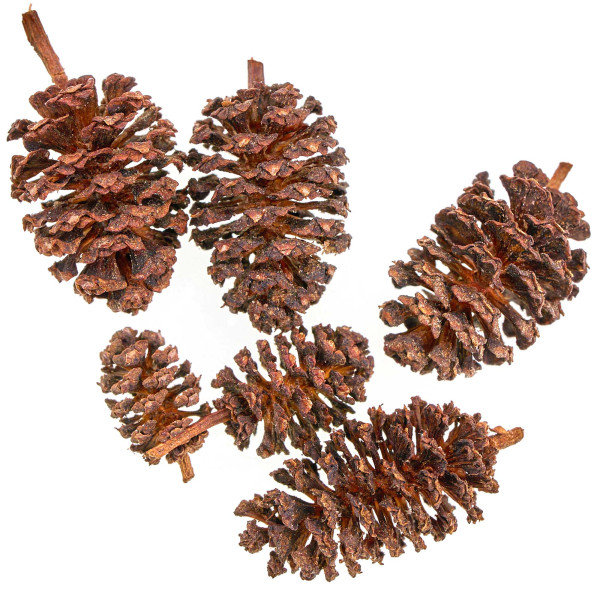 Erlenzapfen | natürliches Wasserpflegemittel für Aquarien