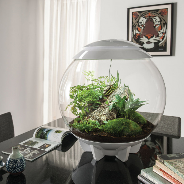 Oase biOrb AIR 60 | Automatisches Pflanzenterrarium