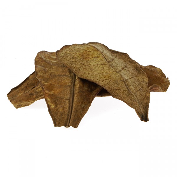 Nano Seemandelbaumblätter