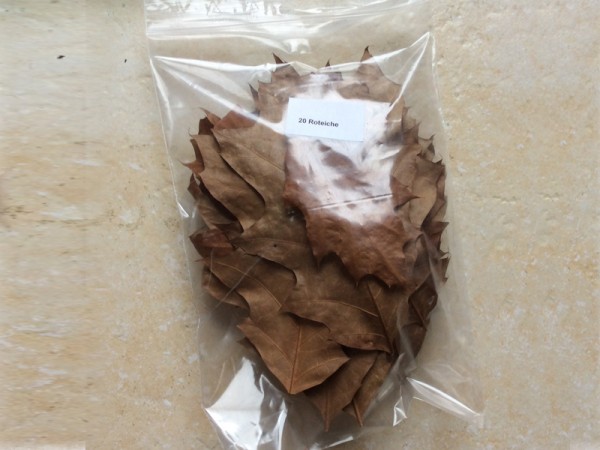 Roteichenblätter | braun getrocknet - 20Stk.