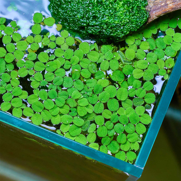 Salvinia minima im Aquarium