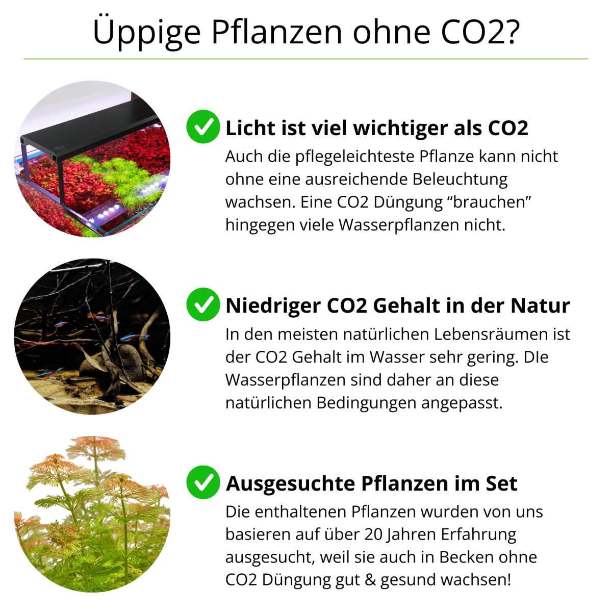 Garnelen Pflanzen ohne CO2 | Aufsitzer fr Garnelenbecken und Zuchtbecken -  In Vitro Set | Pflanzen Sets fr Fische & Garnelen | Aquarium Pflanzen Sets  | Aquariumpflanzen | USCAPE