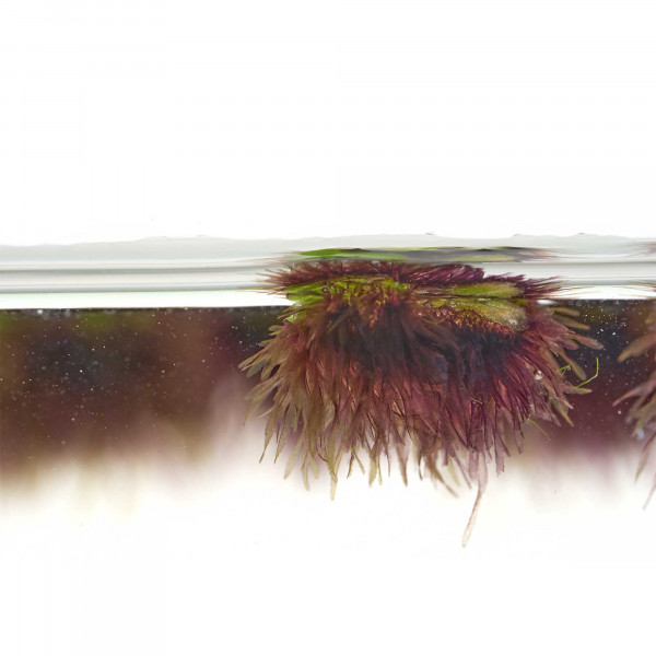 Ricciocarpos natans | Schwimmlebermoos wurzeln