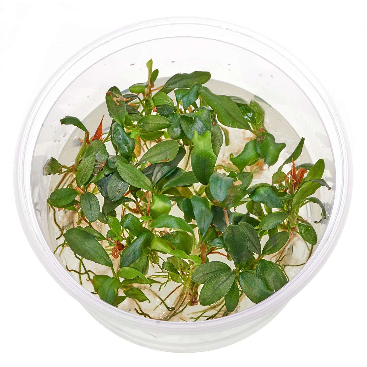 アイン様BUCEPHALANDRA Dream set