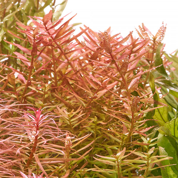Rotala rotundifolia "Orange Juice" im Aquarium