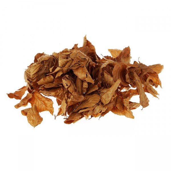 Buchenblätter getrocknet braun