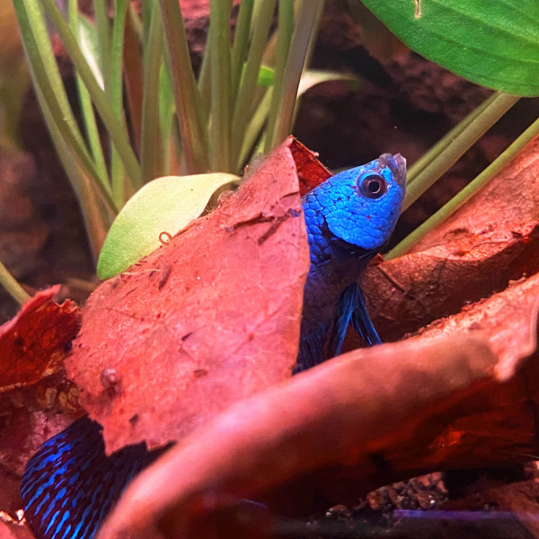 Dennerle Betta Booster, 12g | Kampffisch Futter