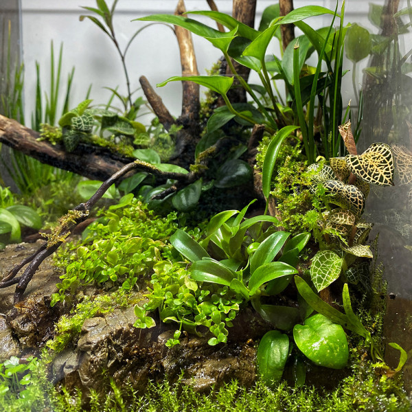 Macodes Anoectochilus roxburghii "Skeleton Hybride" in Torfmoos im Terrarium / Wabi-Kusa